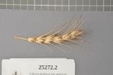Click for 1 image(s) for this accession. Spike